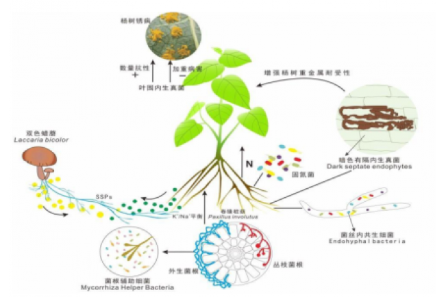 植物微生物的江湖